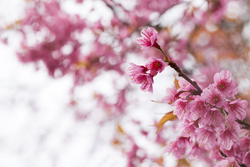 spring sakura pink flower abstract nature background
