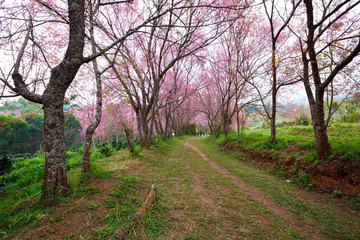 pink sakura blossoms on dirt road in thailand