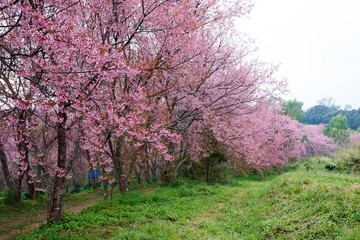 pink sakura blossoms on dirt road in thailand
