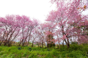 pink sakura blossoms on dirt road in thailand
