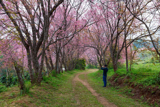 Man tourists using mobile take a photo of  pink sakura blossoms