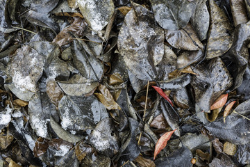Foglie secche in decomposizione