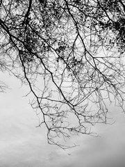 tree silhouette black and white