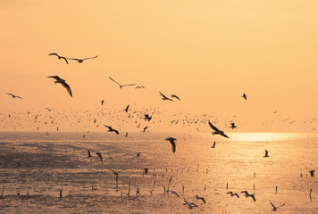 bird migration