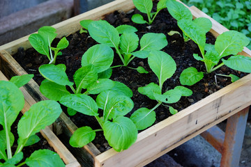 Fresh organic young green lettuce growing on vegetable bed