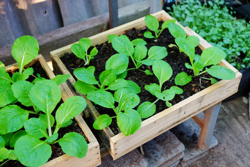 Fresh organic young green lettuce growing on vegetable bed