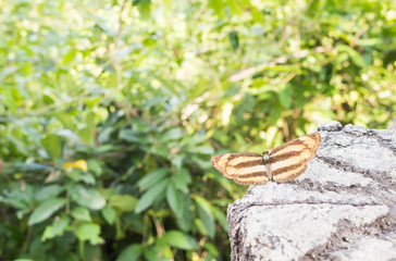 closeup butterfly in garden