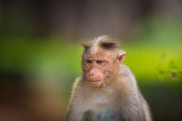 The Macaque diaries. The bonnet macaque is a macaque endemic to southern India. Its distribution is limited by the Indian Ocean macaque. These art part of the big Banyan tree troop Bangalore India.