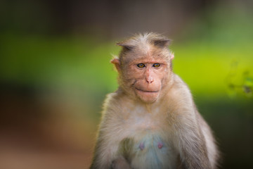 The Macaque diaries. The bonnet macaque is a macaque endemic to southern India. Its distribution is limited by the Indian Ocean macaque. These art part of the big Banyan tree troop Bangalore India.