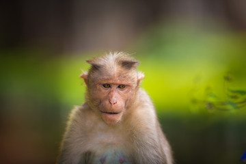 Obraz premium The Macaque diaries. The bonnet macaque is a macaque endemic to southern India. Its distribution is limited by the Indian Ocean macaque. These art part of the big Banyan tree troop Bangalore India.