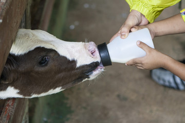 Feeding calf Thailand
