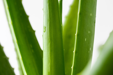 Fototapeta premium aloes