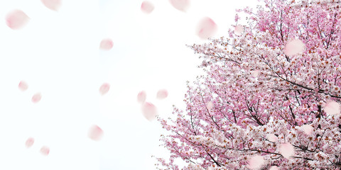 桜　春　祝賀