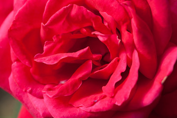 Close-up beautiful rose