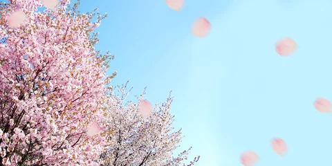 Tuinposter 桜　春　祝賀 © スタジオサラ