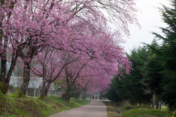 Obraz premium Cherry blossom pathway in ChiangMai, Thailand.