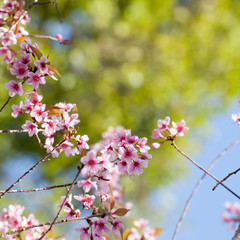Sakura flowers blooming blossom in PhuLomLo Loei Province , Thai