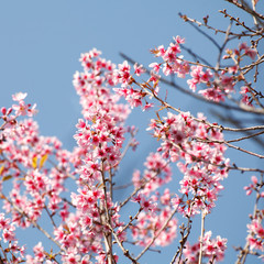 Sakura flowers blooming blossom in PhuLomLo Loei Province , Thai