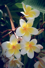 white frangipani tropical flower, plumeria flower fresh blooming