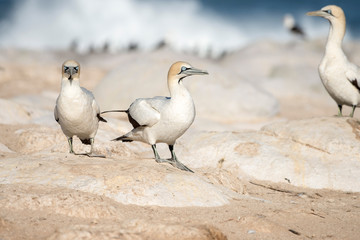 portrait of a pair of cape gannets