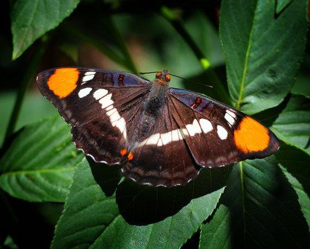 Butterfly (California Sister) 