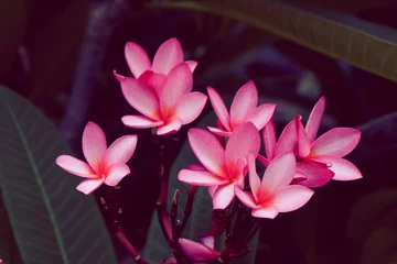 Photo sur Plexiglas Frangipanier pink frangipani tropical flower, plumeria flower fresh blooming