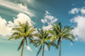 Fototapeta na wymiar Tropical Palms with vintage color sky