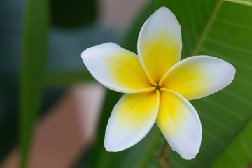 Obraz na płótnie Canvas white frangipani tropical flower, plumeria flower blooming
