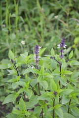 sweet basil tree in vegetable garden