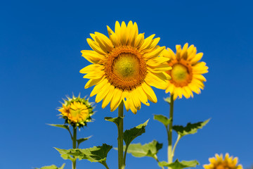Full bloom sunflower with blue sky.