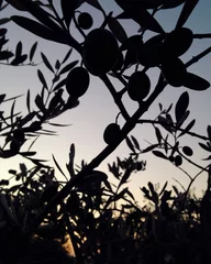 Crédence de cuisine en verre imprimé Olivier olive tree