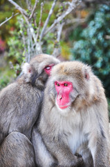 Fototapeta premium Japanese macaque, Arashiyama, Kyoto, Japan