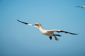 cape Gannet