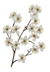 branch of cherry blossoms isolated on white background.