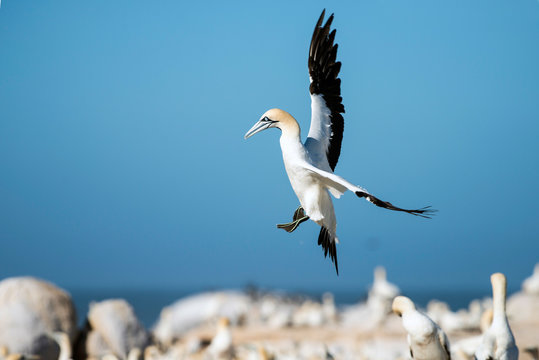 cape Gannet flying