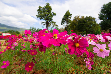 Fototapeta na wymiar color pink chrysanthemums. Beautiful autumn floral background