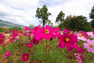 color pink chrysanthemums. Beautiful autumn floral background 


