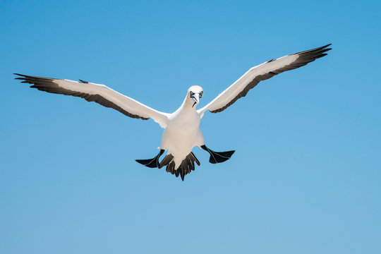 cape Gannet