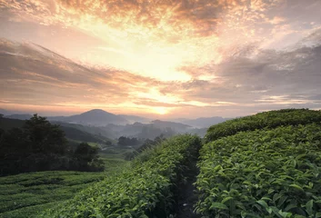 Foto op Canvas beautiful sunrise sunset at tea plantation surrounded by hill and stunning sunlight © amirul syaidi