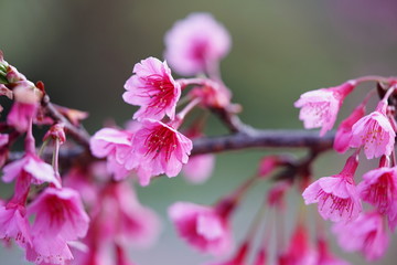 Fototapeta premium Wild Himalayan Cherry flower (Prunus cerasoides)