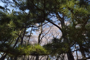 松林と桜