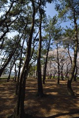 Fototapeta na wymiar 松林と桜