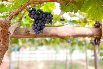 Grapes on the vine