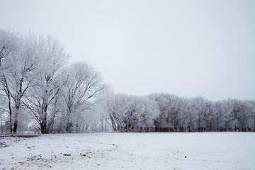 Trees covered in frost