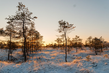 National park of Kemeri, Latvia.