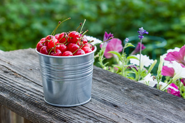 Metal bucket of sour cherries