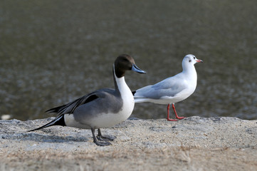 鴨とユリカモメ