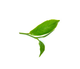 Fresh green tea leaf on white background