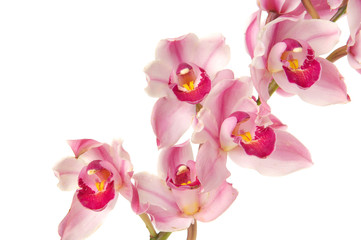 beautiful orchid flower on white background