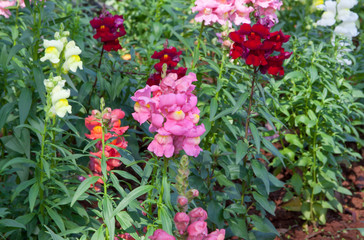 Garden flowers
